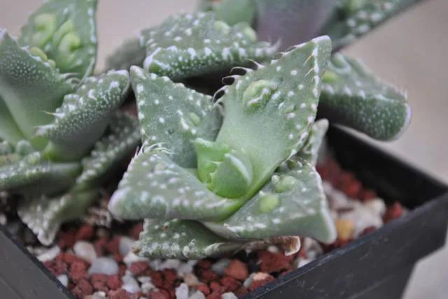 Raised spots and toothlike leaf margins.