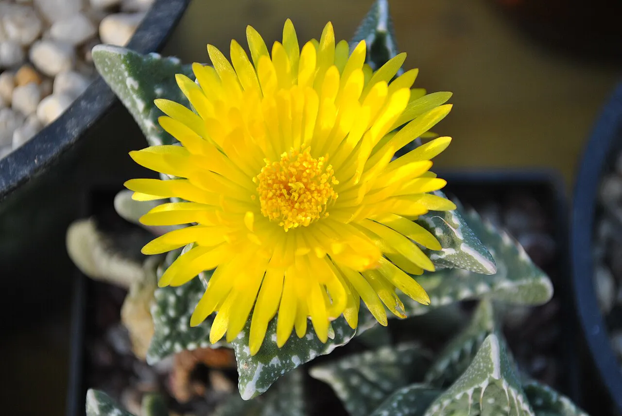 Bright yellow flower with many narrow petals.