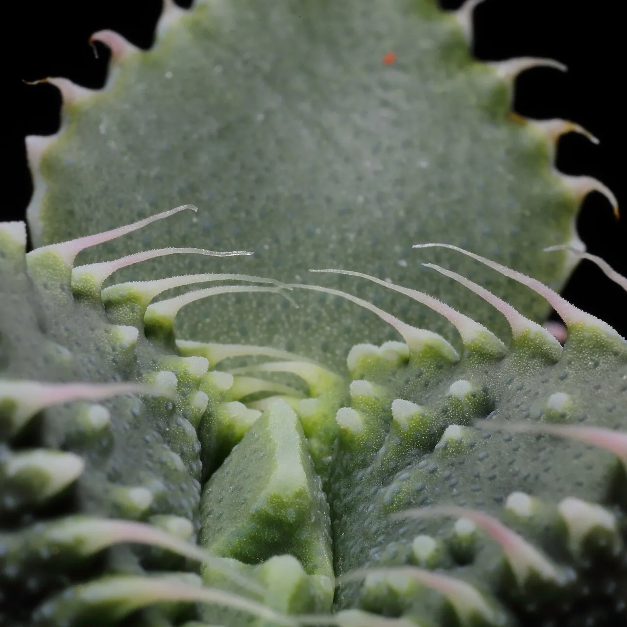 Close view of leaf teeth and textured surfaces.
