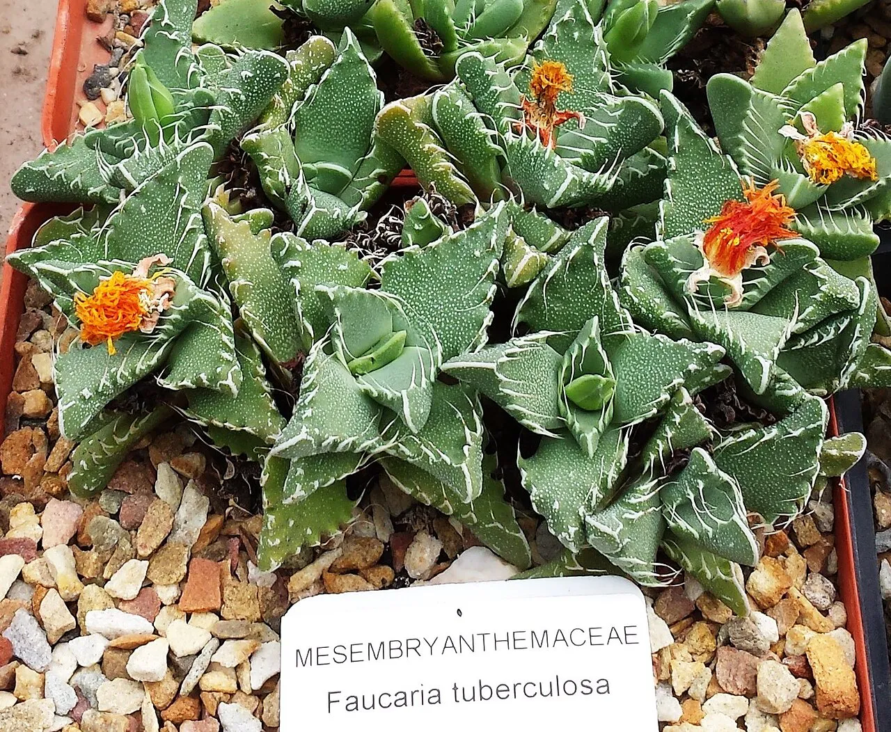 Orange flowers among sharply toothed leaves.