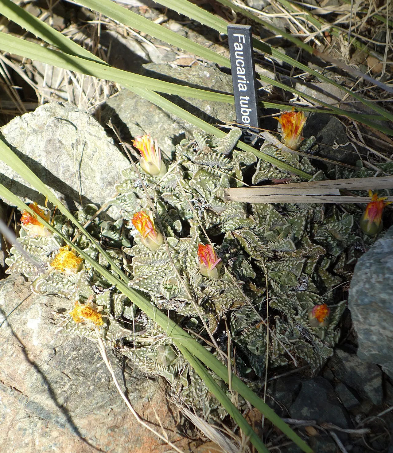 Orange blooms in a planted display bed.