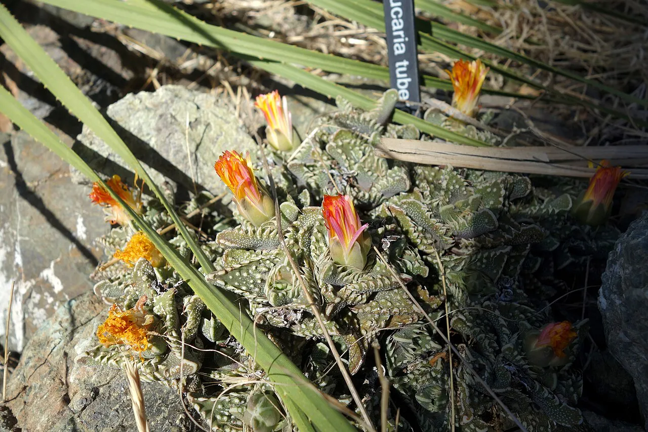 Small orange flowers among low succulent growth.