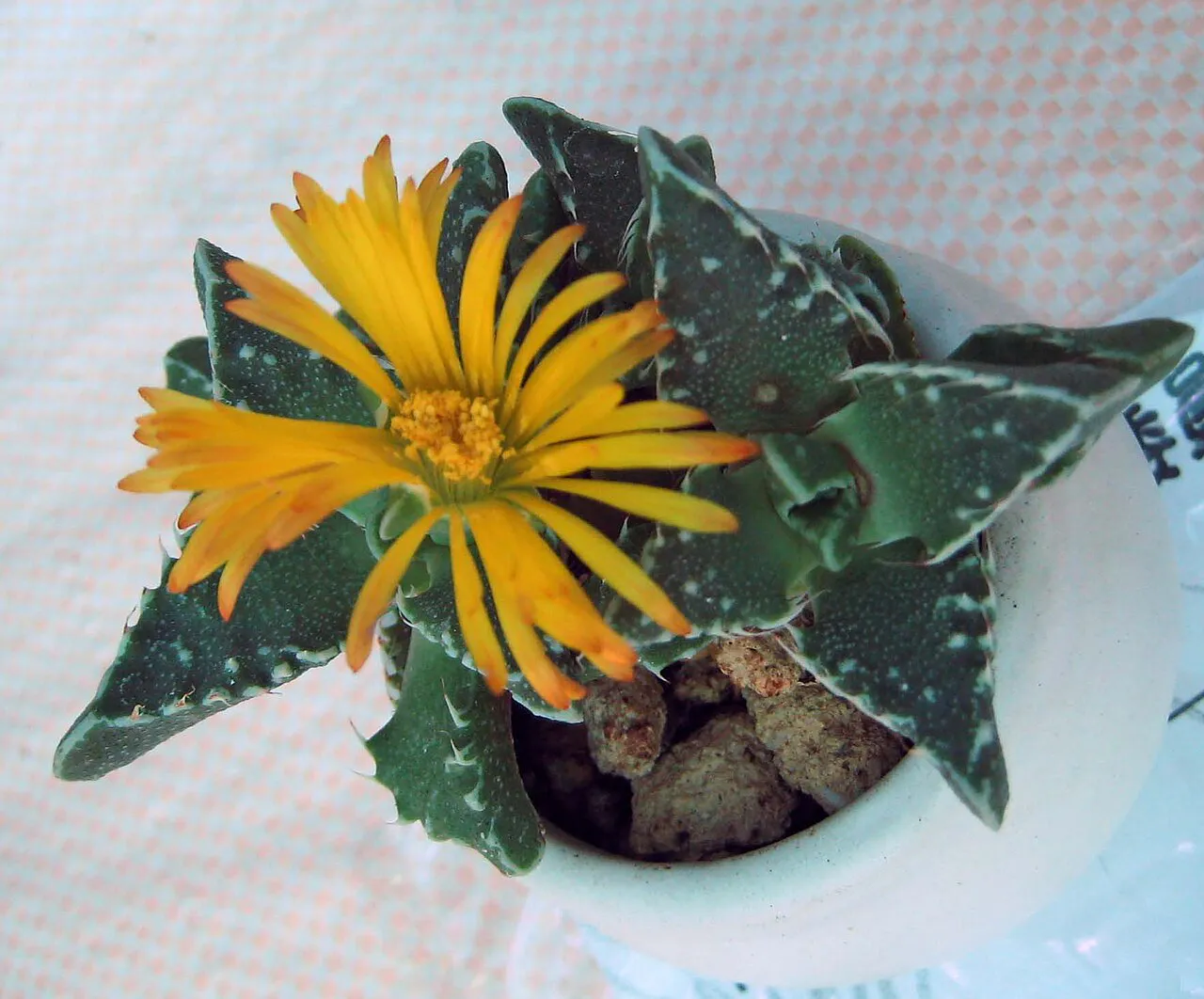 Orange-yellow flower above mottled triangular leaves.