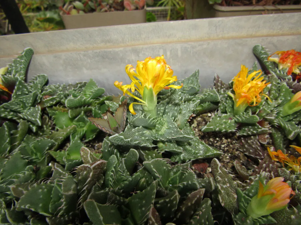 Yellow flowers above toothed succulent leaves.