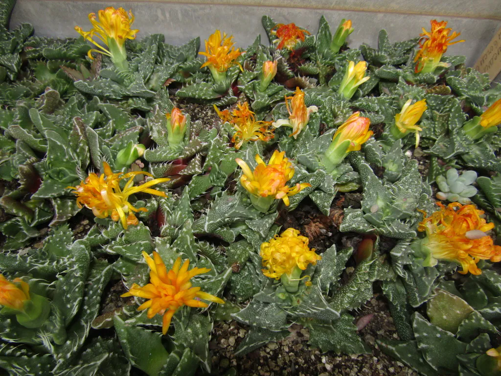 Many yellow-orange blooms across a low clump.