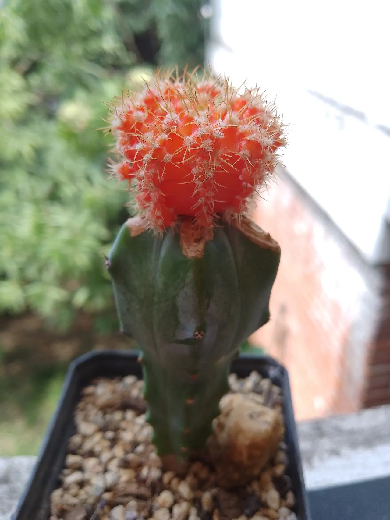 Bright red grafted head on green rootstock.