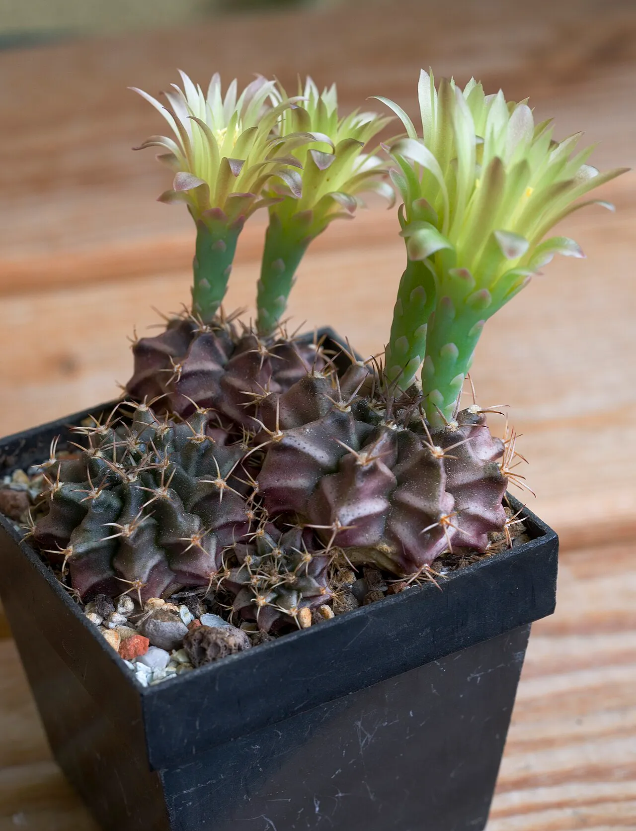 Tall pale flower tubes above a dark ribbed body.