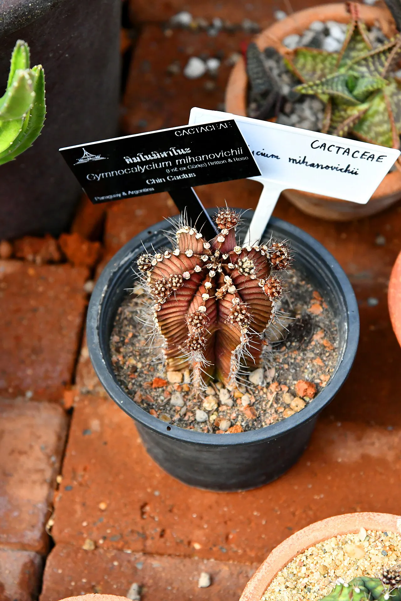 Small potted cactus with prominent spines.