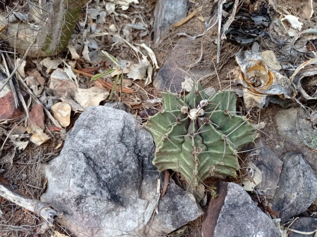 Flattened ribbed cactus among stones.