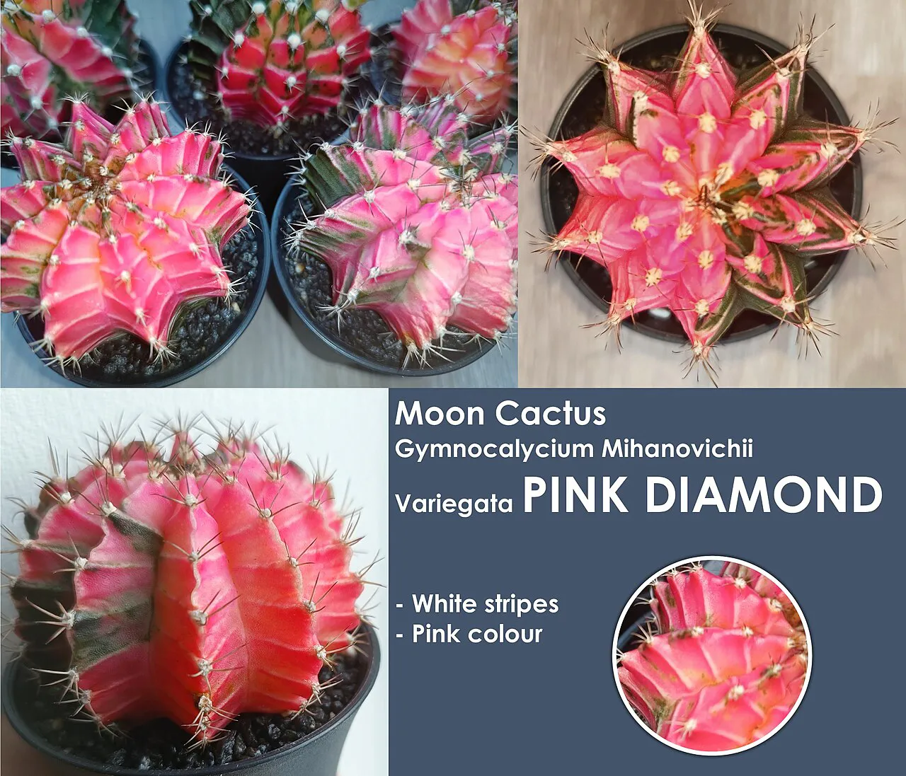 Reference collage of pink-red rib patterns.