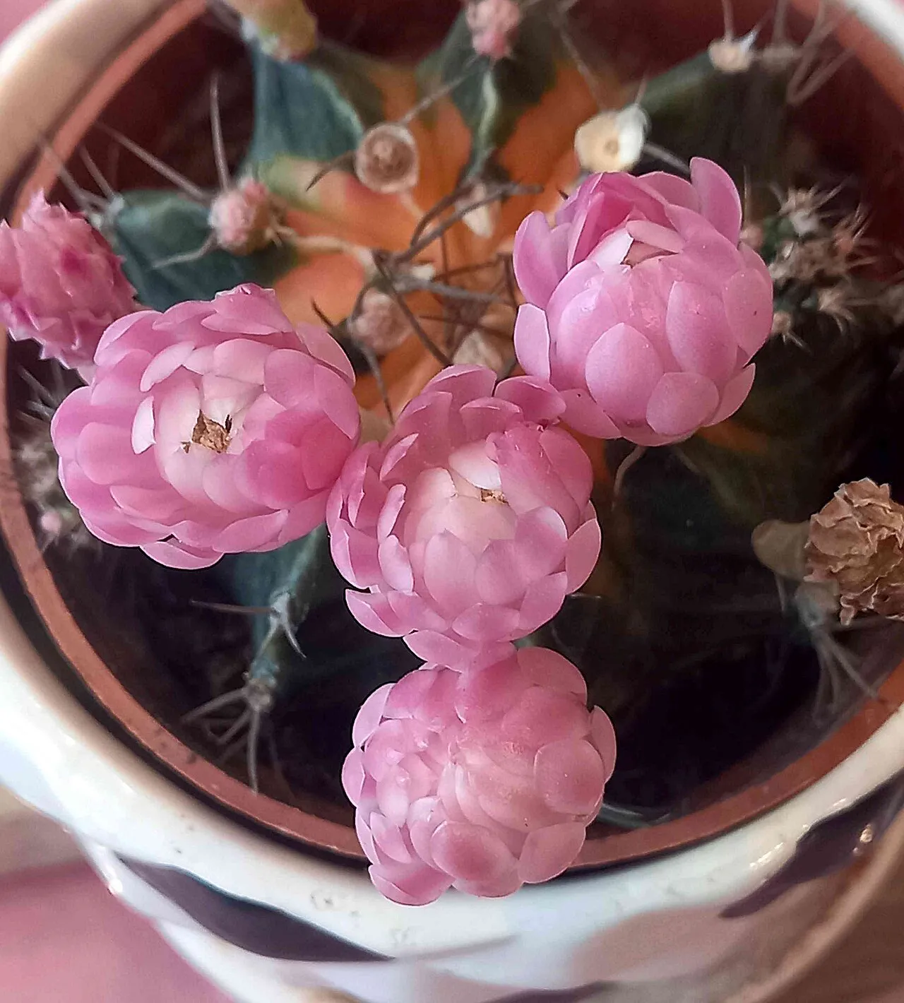 Several pink flowers on elongated tubes.