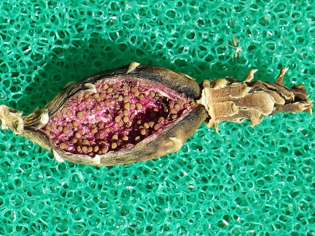 Opened fruit revealing many small seeds.