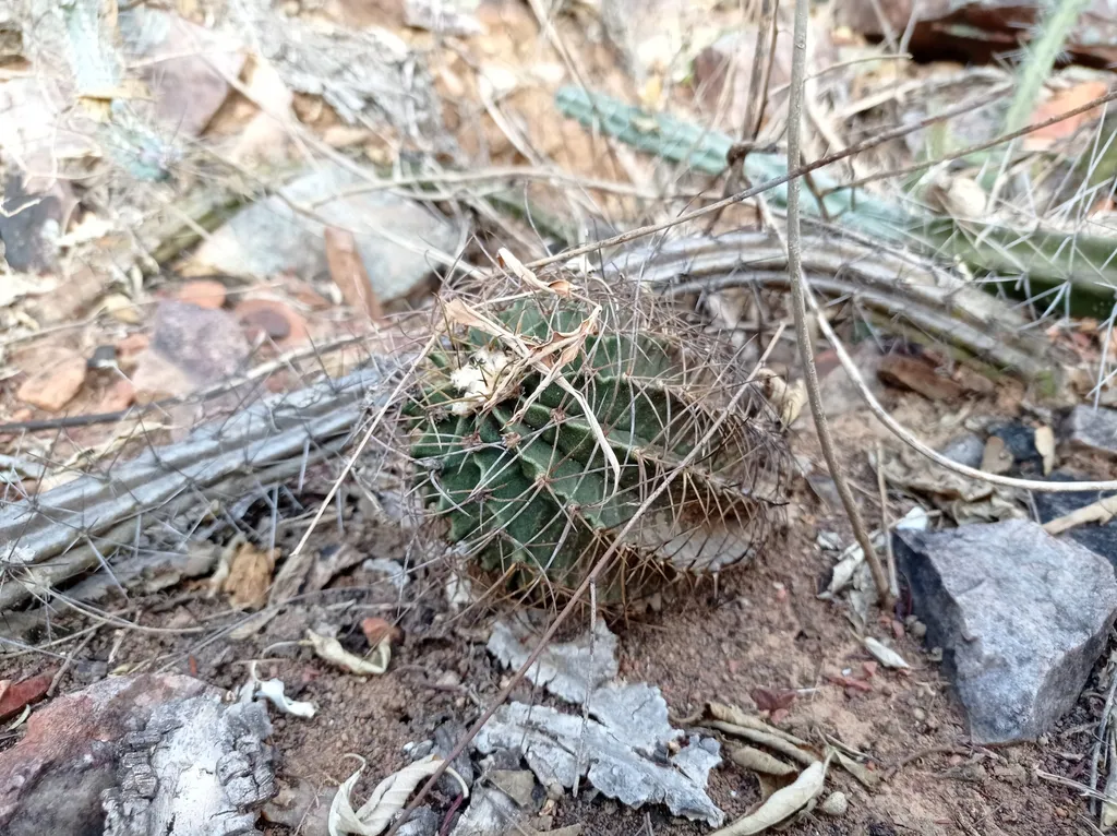 Small ribbed cactus beneath dry twigs.