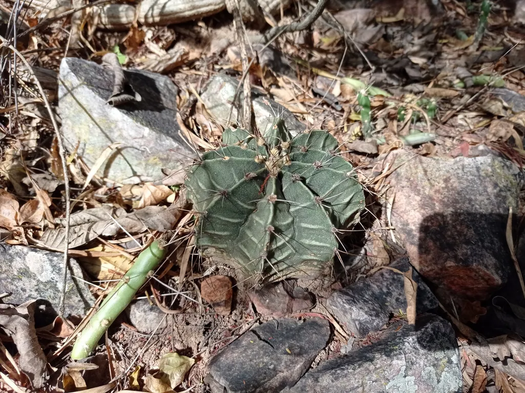 Flattened green ribs among stones and litter.