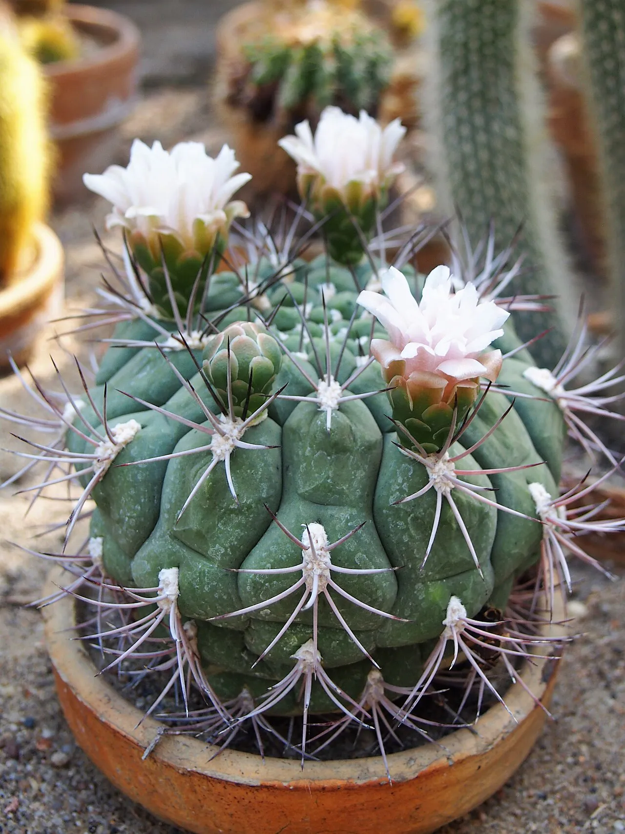 Several pale flowers above pronounced green ribs.