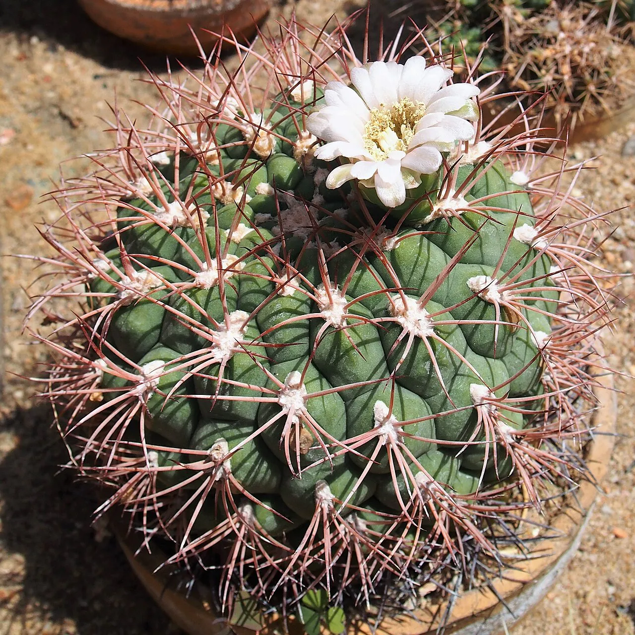 White flower above thick ribs and curved spines.