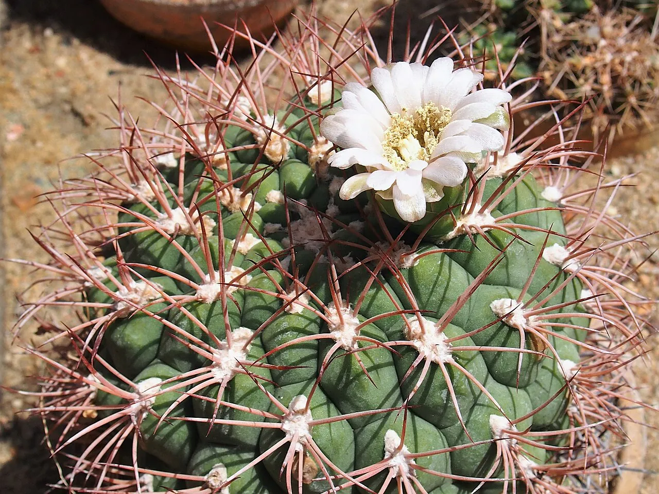 White bloom and nearby buds on the crown.