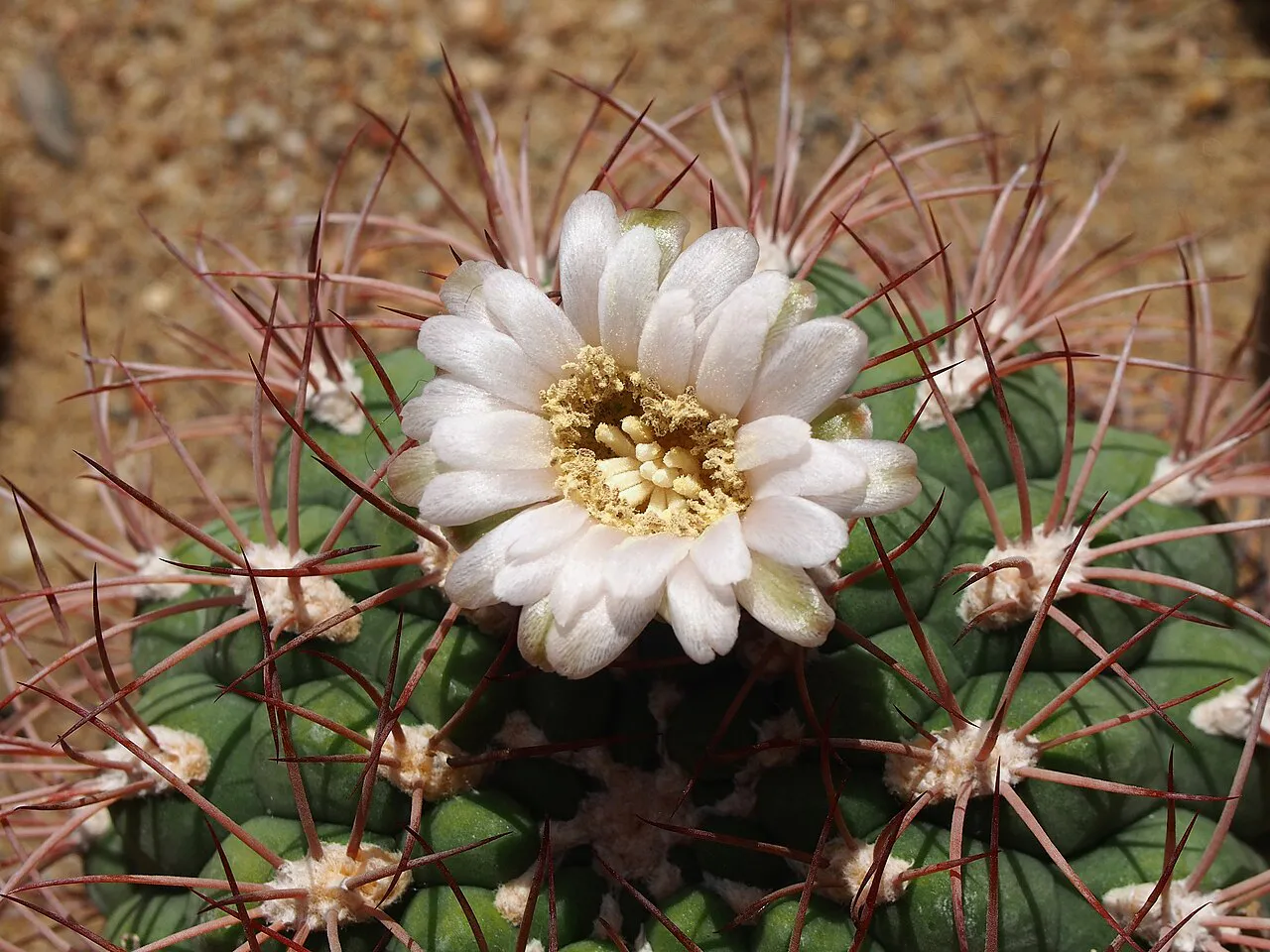 Close view of pale petals and yellow stamens.