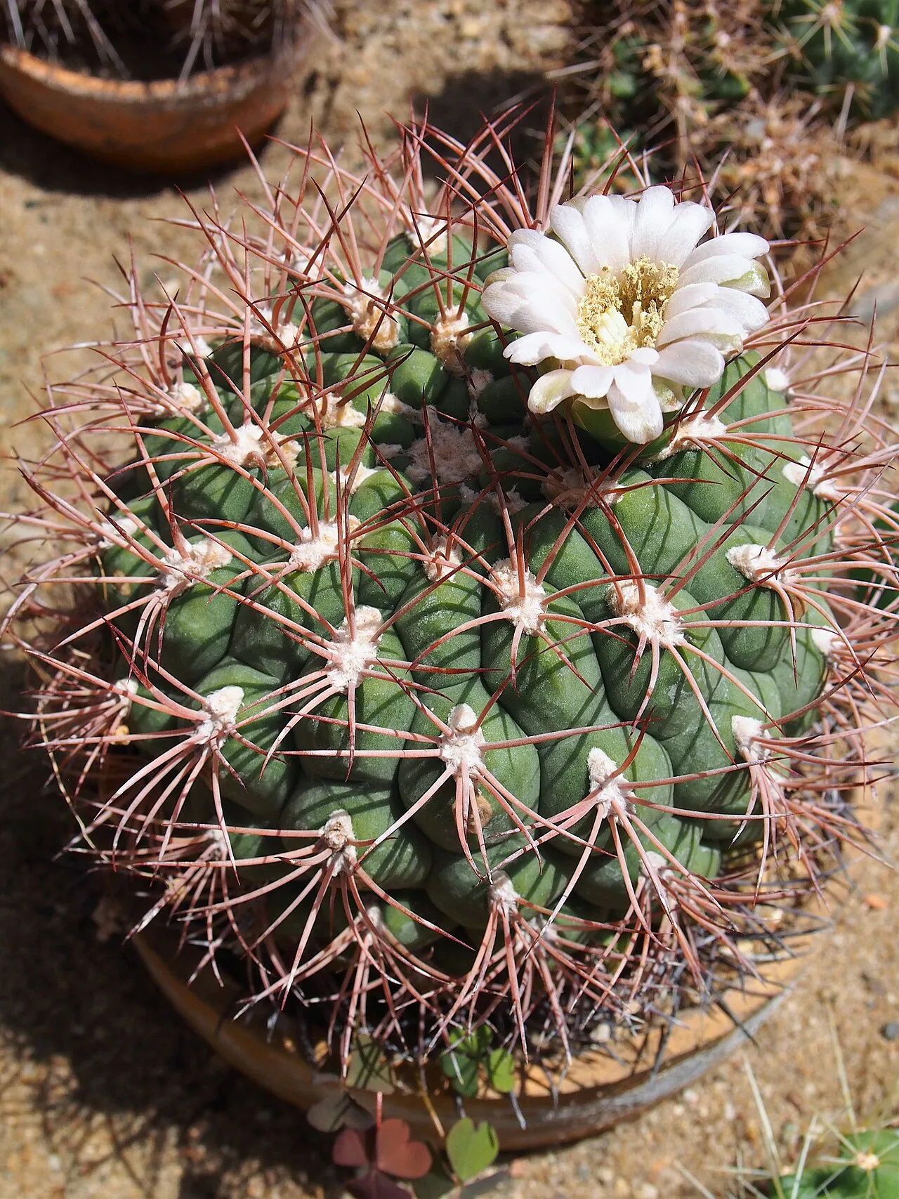 White flower above a rounded spiny body.