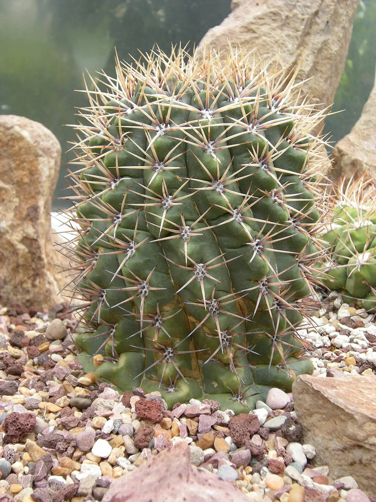 Upright ribbed stem with radiating spines.