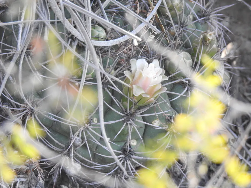 Pale bloom between long curved spines.