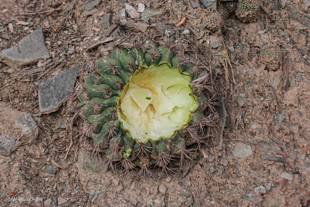 Open pale yellow flower viewed from above.