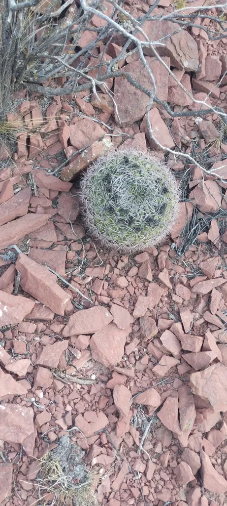 Small rounded cactus among angular stones.