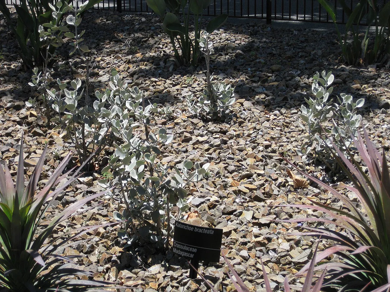 Silver-gray shrub in a labeled landscape bed.