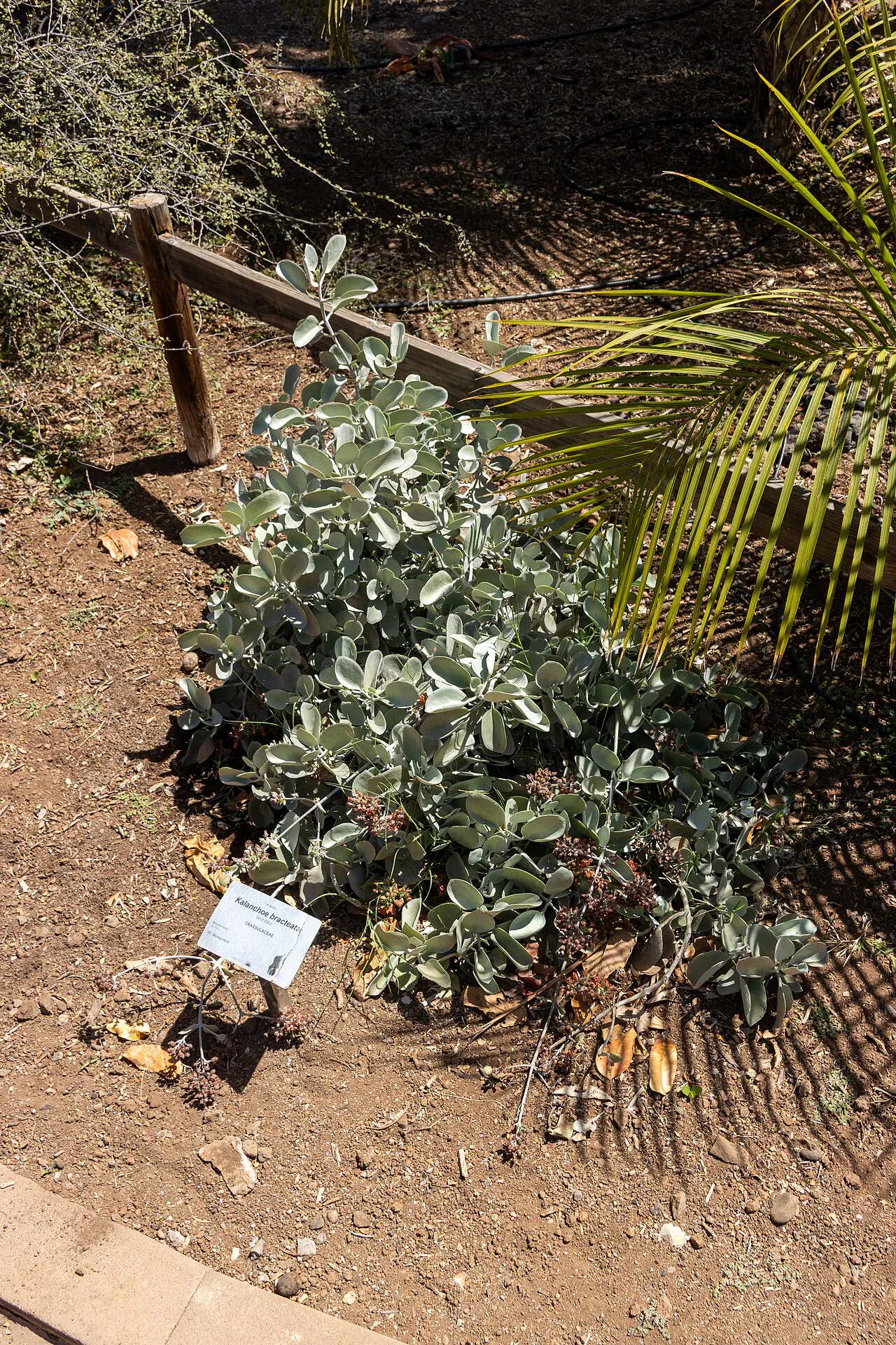 Silver-gray foliage in a landscaped planting.
