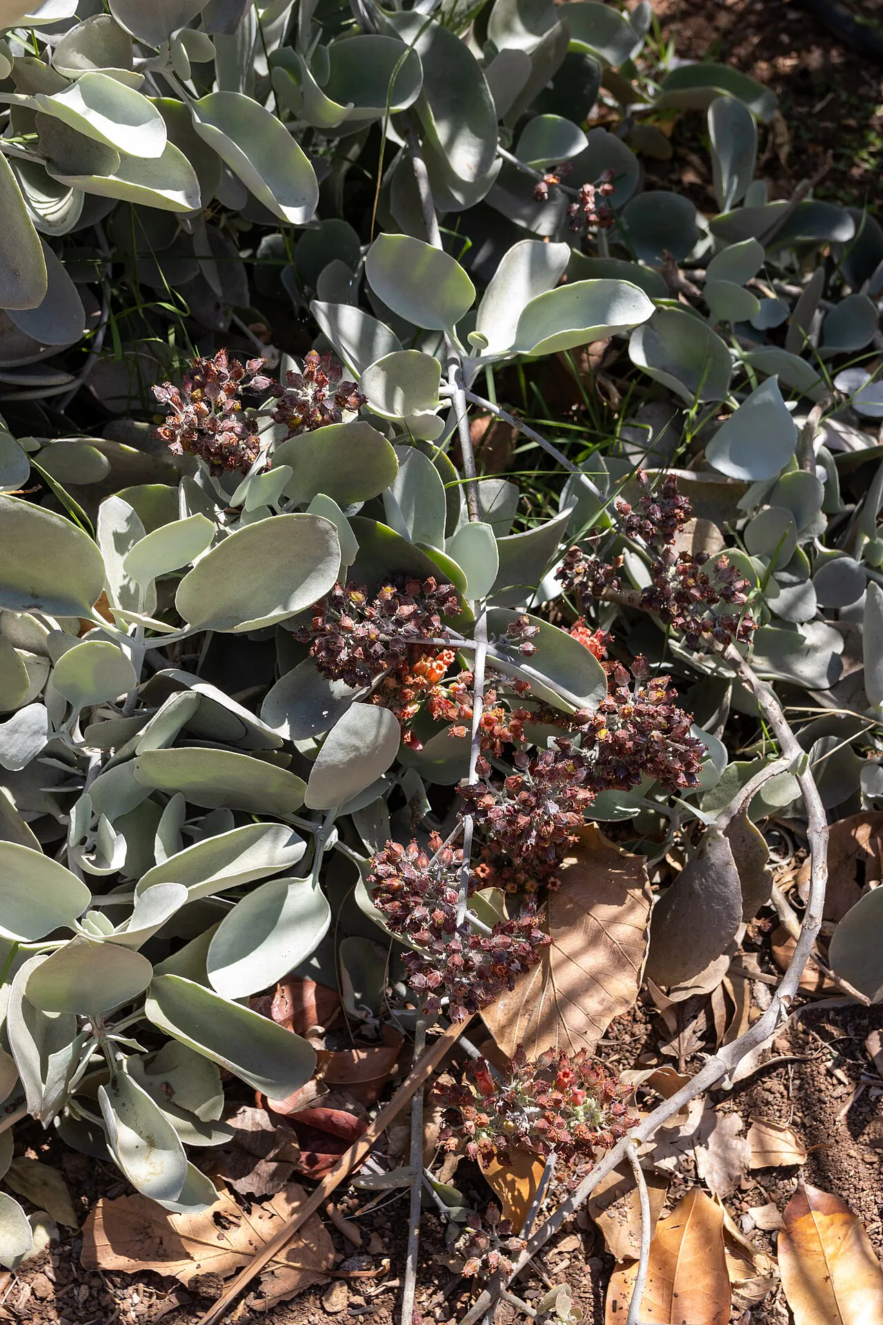 Pale leaves and branching stems in close view.