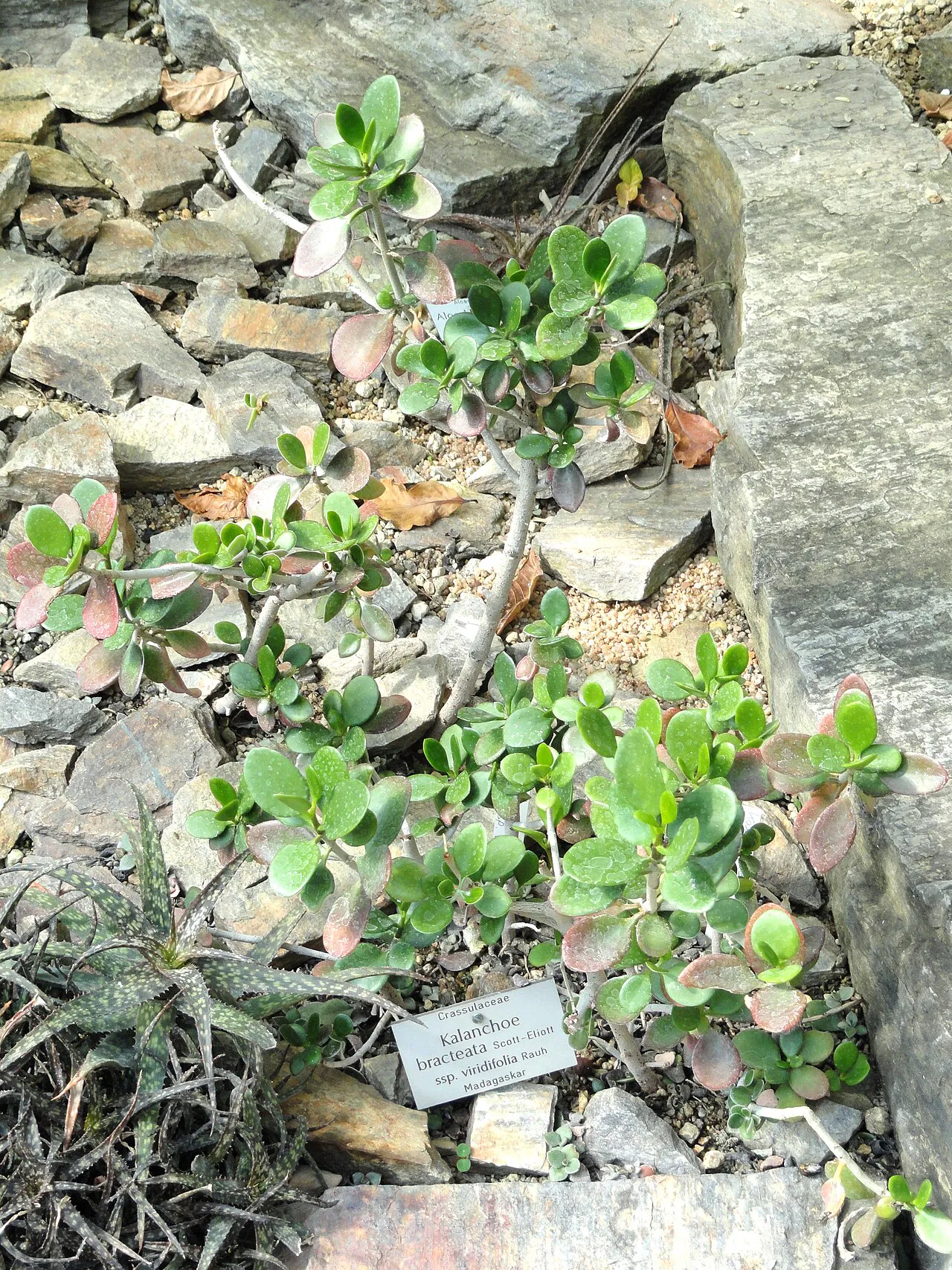 Branching leafy plant among display rocks.