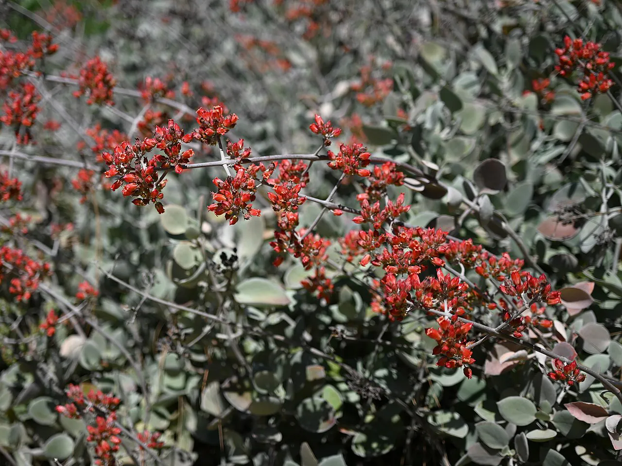 Red flower clusters above silver-gray foliage.
