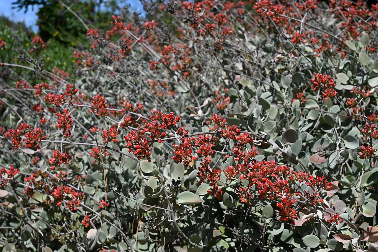 Many red blooms across a gray-leaved shrub.