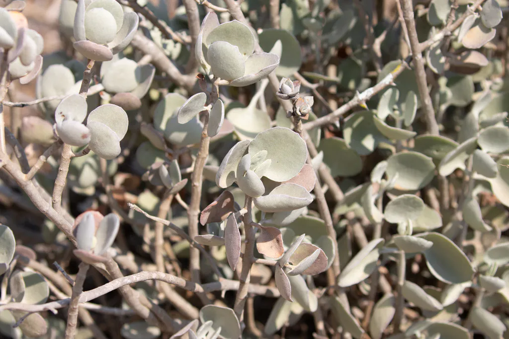 Pale rounded leaves on woody branching stems.