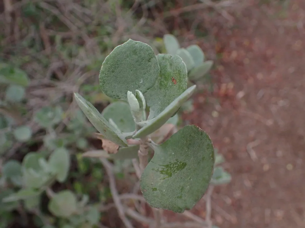 Close view of paired, softly textured leaves.