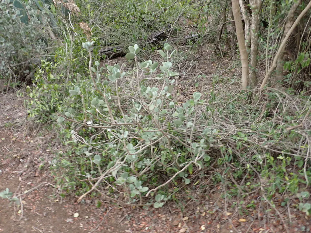 Pale-leaved shrub among outdoor vegetation.