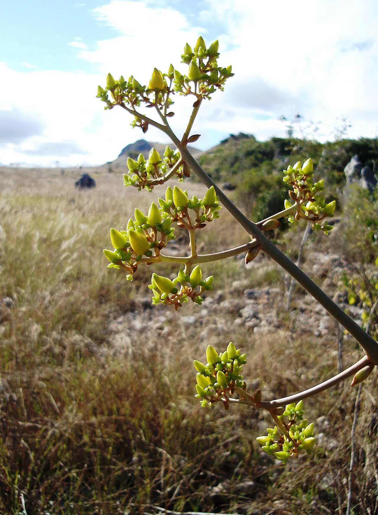 Yellow-green flowers along a tall branching stem.