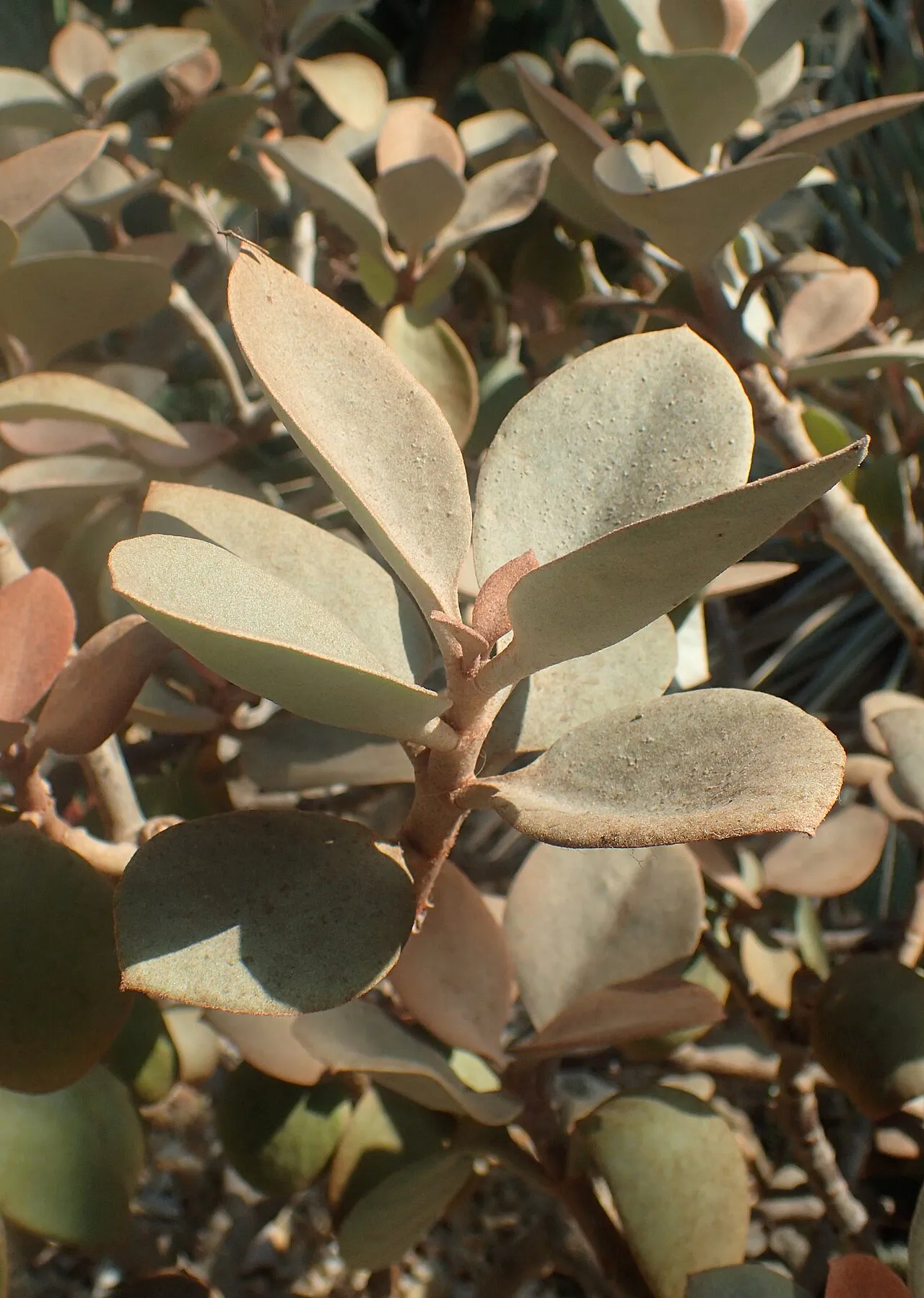 Overlapping velvety leaves on woody stems.