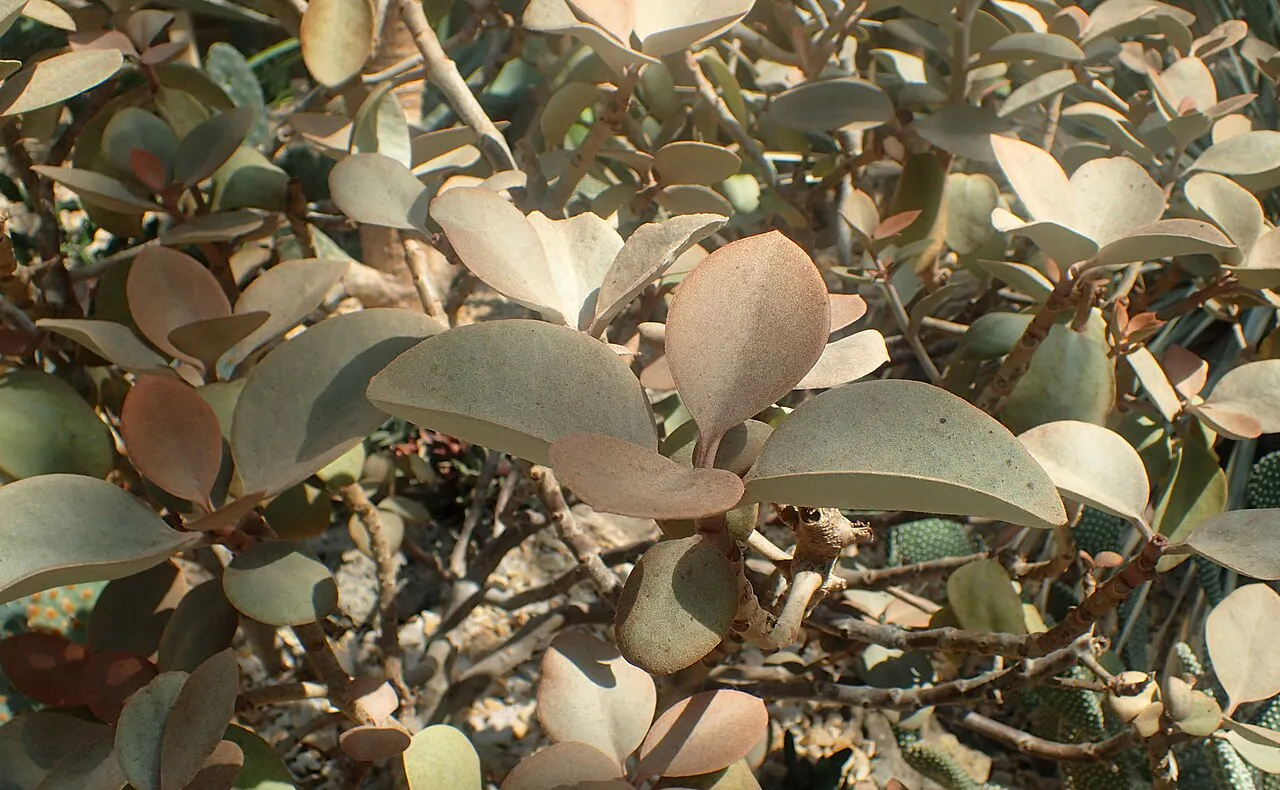 Dense layers of rounded, softly textured leaves.