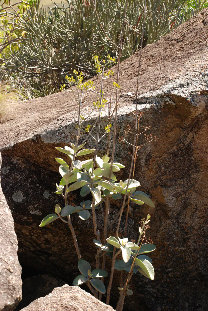 Tall flowering stem beside a large rock.