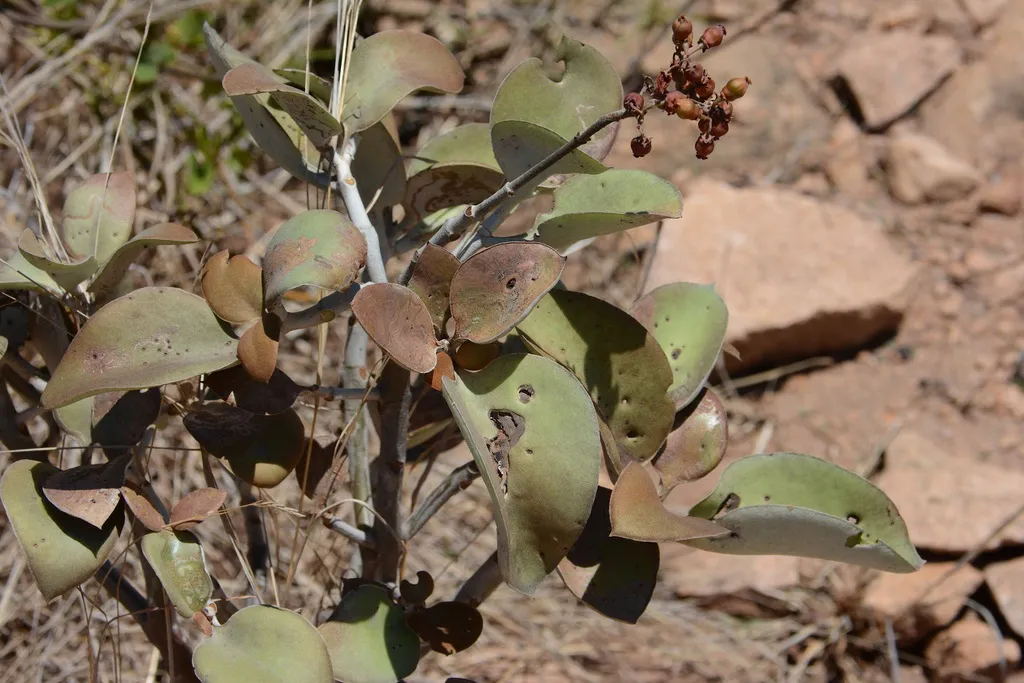Thick rounded leaves on a branching stem.