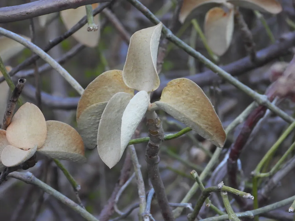Softly textured leaves with pale undersides.