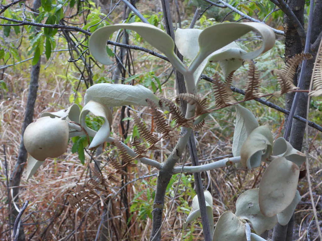 Paired curved leaves along woody stems.
