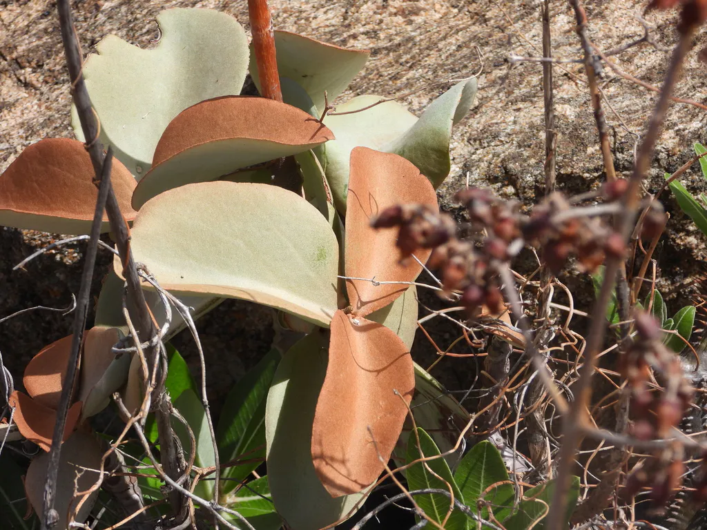 Copper-colored upper leaves and pale undersides.