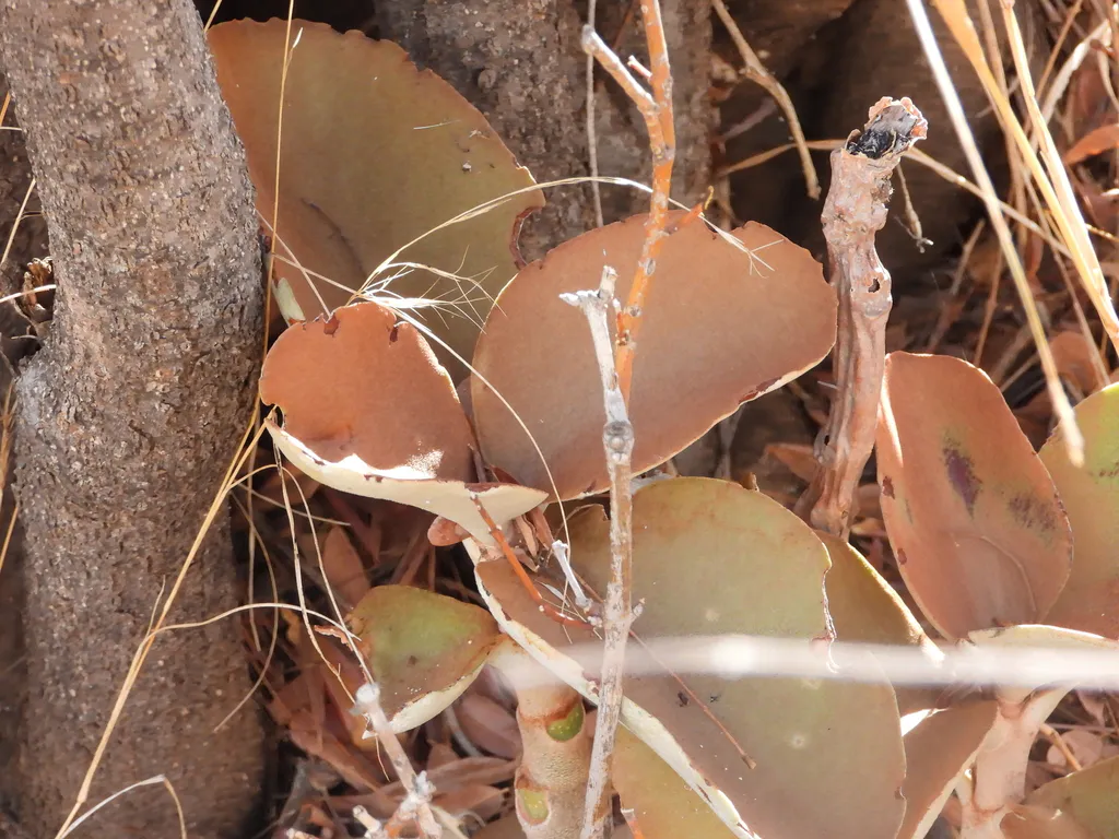 Rounded copper and gray-green leaf surfaces.