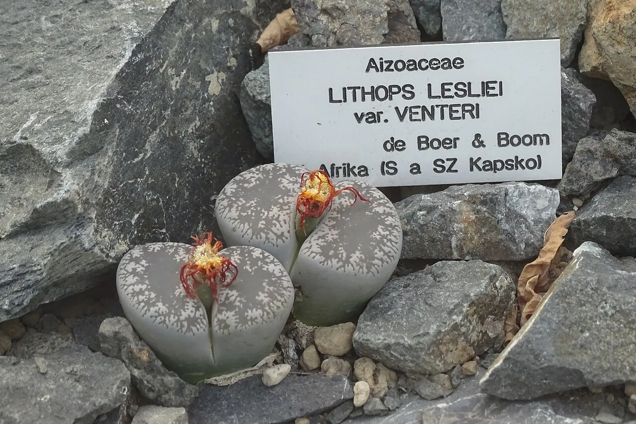 Gray paired heads beside a botanical label.