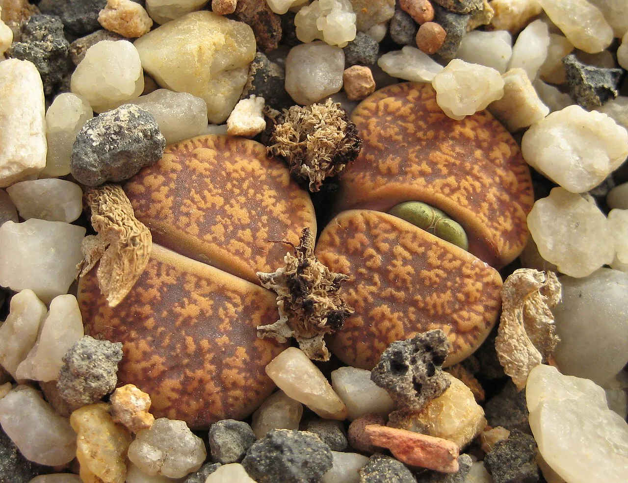 New green tissue within patterned brown leaves.