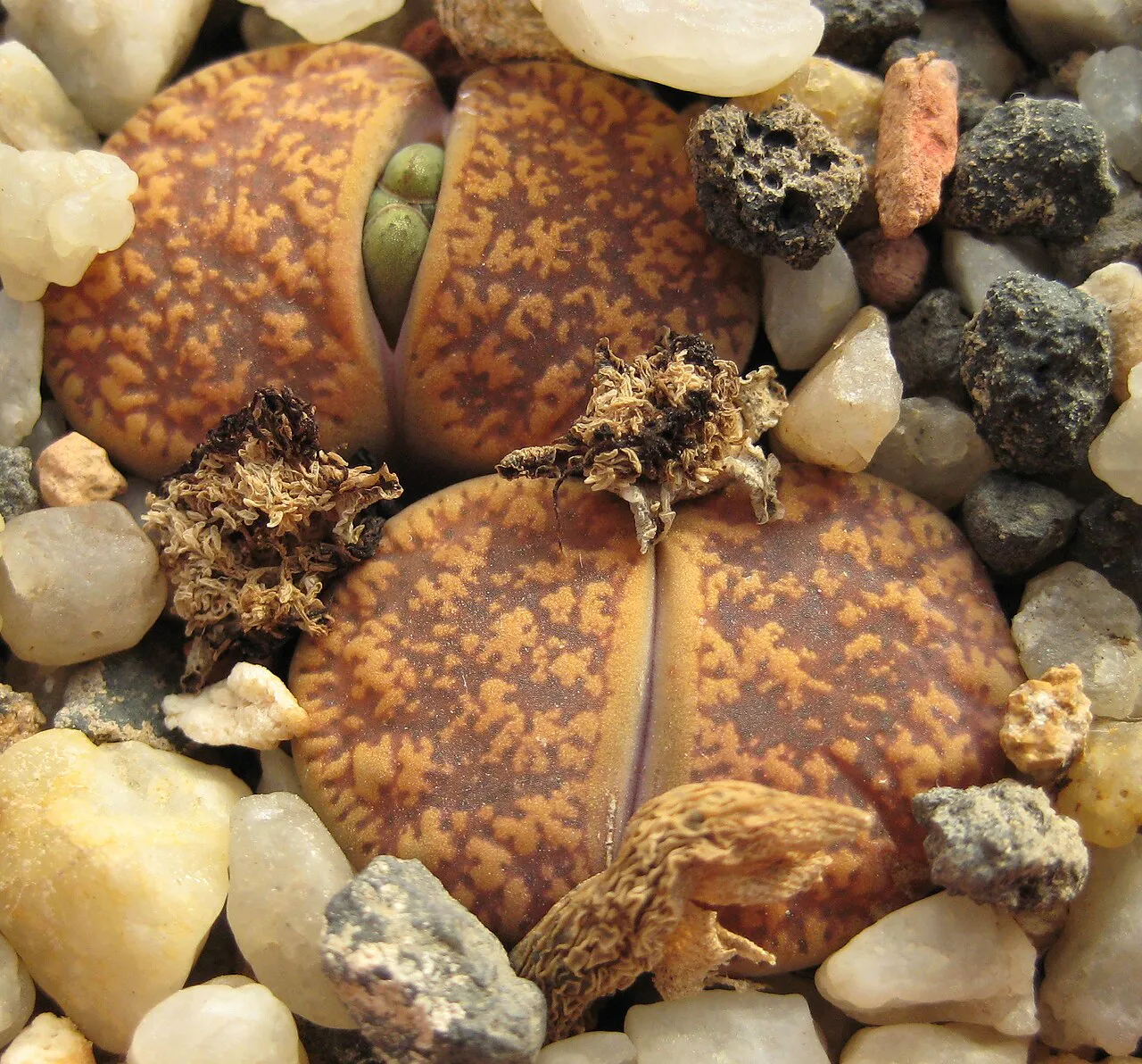 Central cleft and mottled leaf-top patterns.