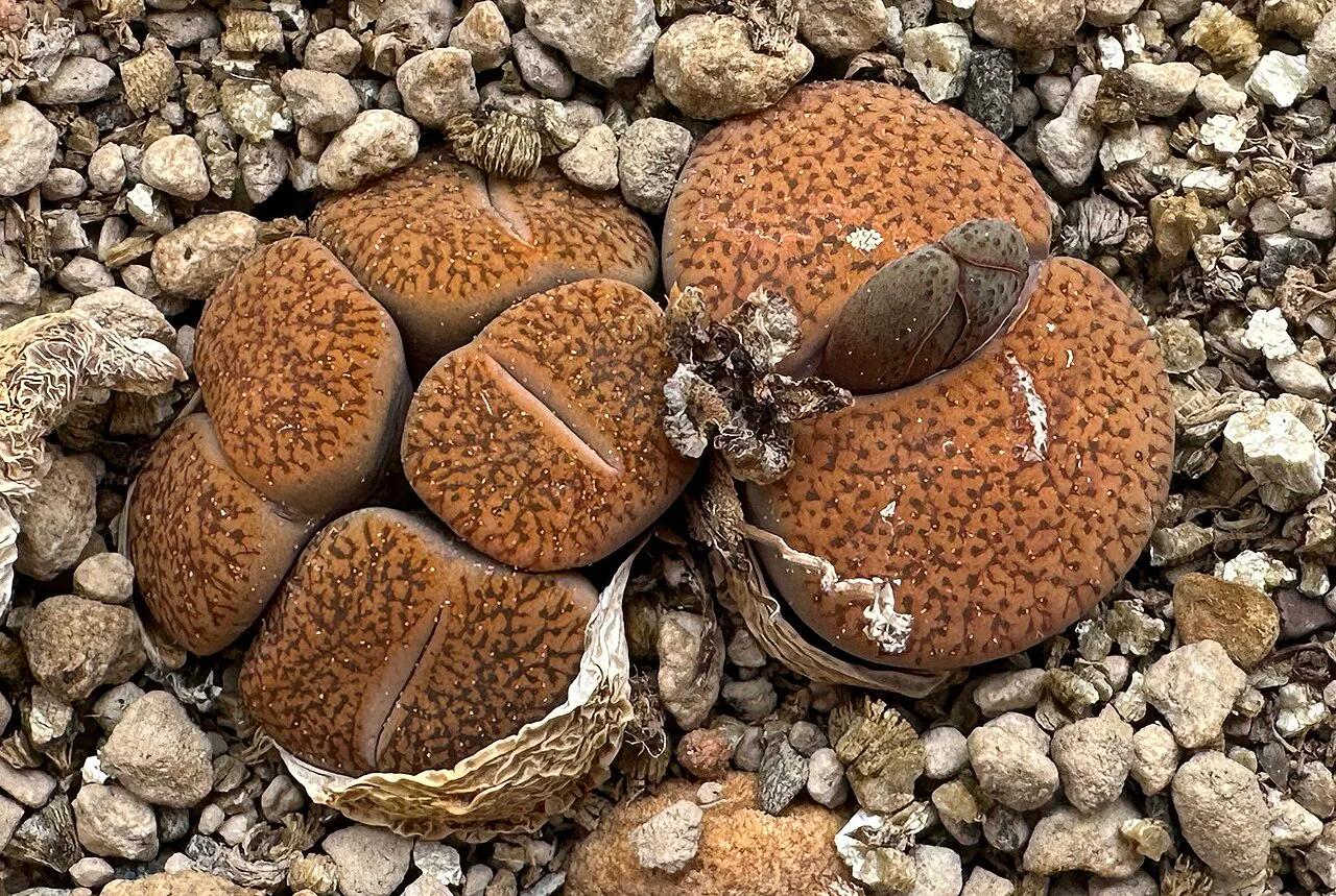 Cluster of orange-brown patterned heads.