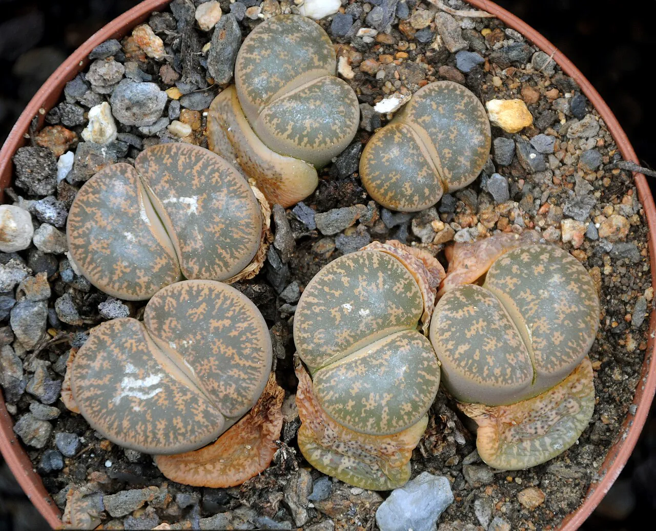 Several gray-brown heads filling a gravel-topped pot.